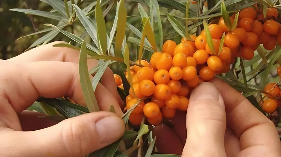 Sea Buckthorn and Health Benefits
