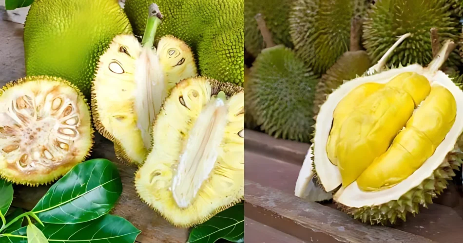 Durian Fruit