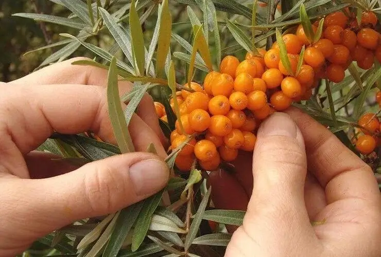 Nutritional Value of Sea Buckthorn and Health Benefits