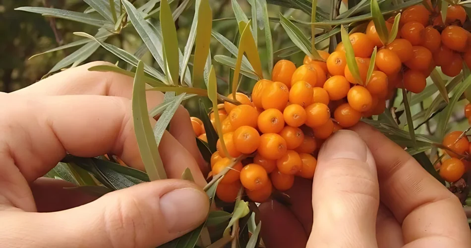 Sea Buckthorn and Health Benefits